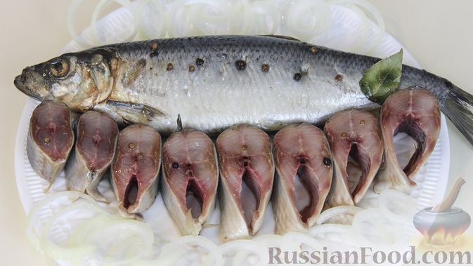 Селедка: что это за рыба и какую роль она играет в питании человека