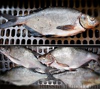 Фото приготовления рецепта: Про копчёных рыб - шаг №19